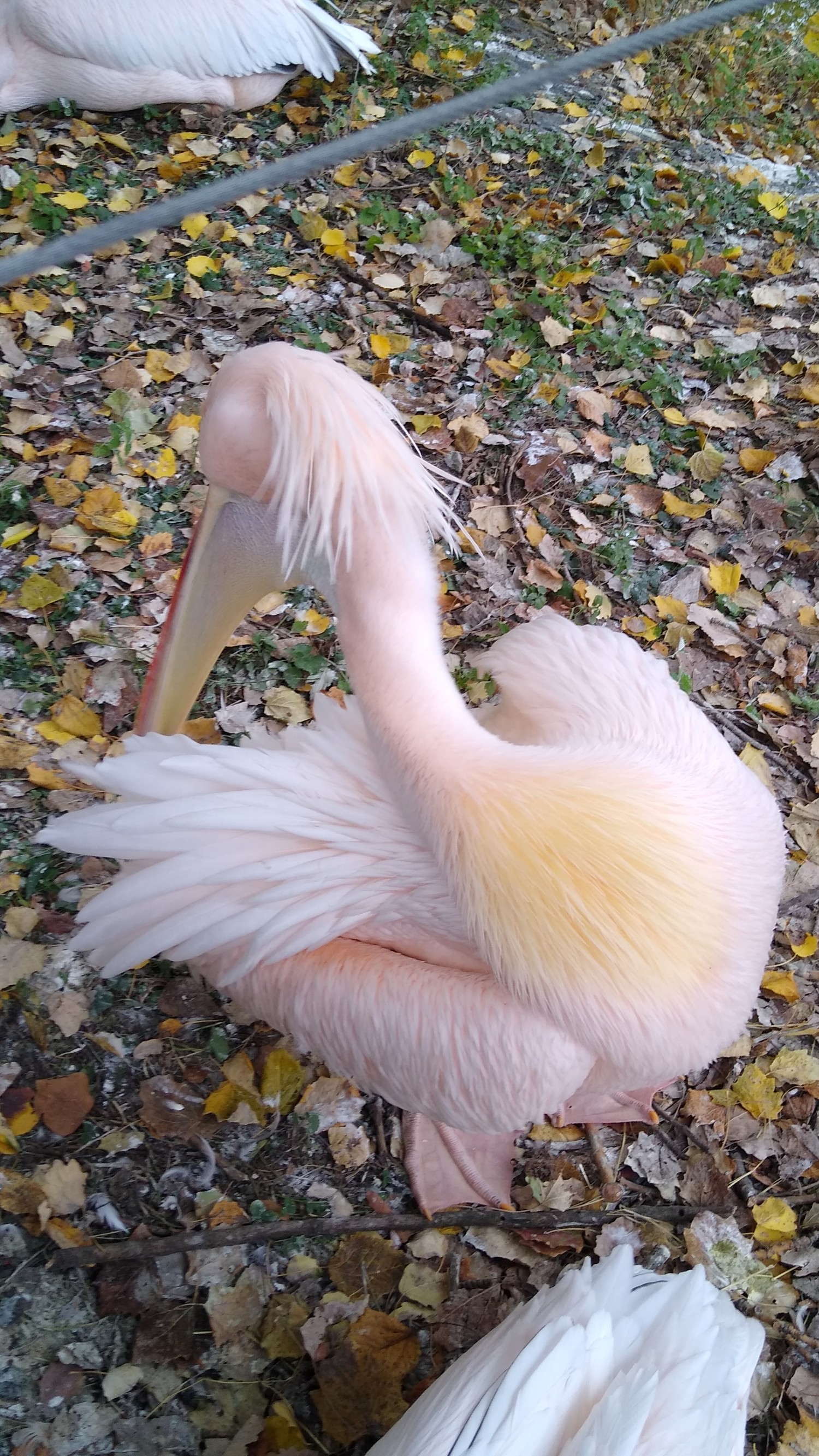 livebirdspoland_74b7ff3ac3c4ed93478b8415c546c0f6.jpg