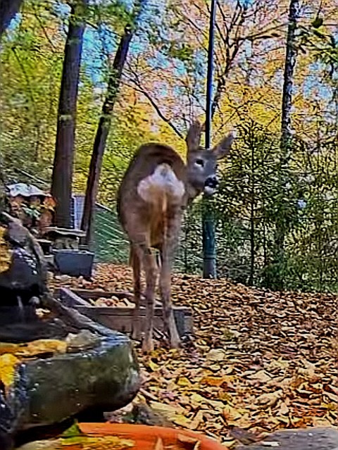 livebirdspoland_358f82db835f5a16d7e50fd09d97c940.jpg