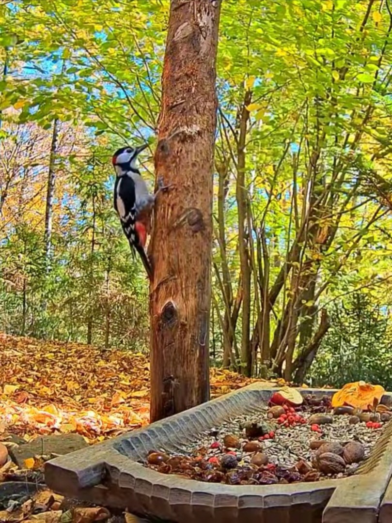 livebirdspoland_9db02fc14c2363e993a2fa3c0ac38894.jpg