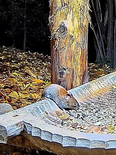 livebirdspoland_b569b4906ffc24a710c9a05e0ae3a7c1.jpg