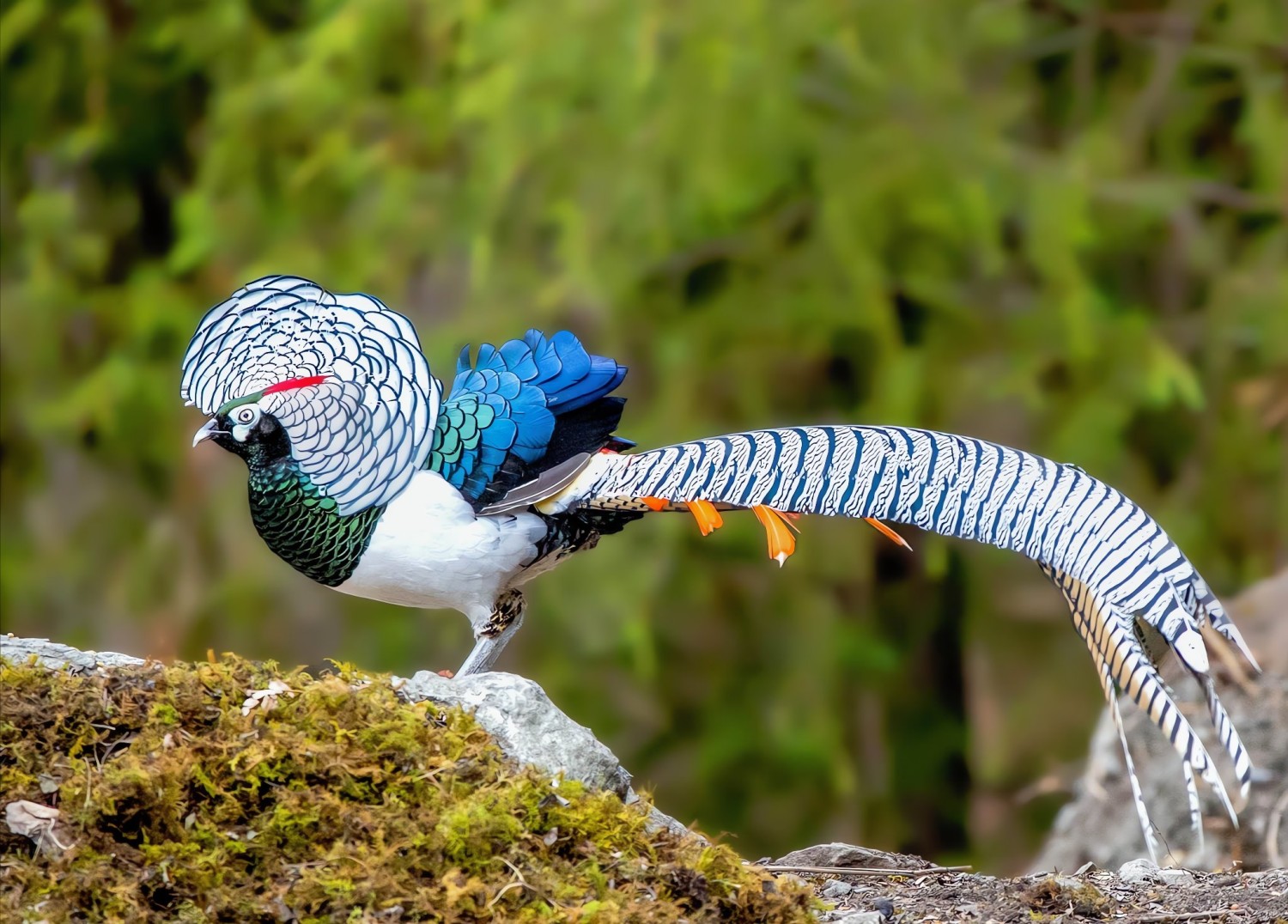 livebirdspoland_33b6d95e396677a4a982d22ac592c0a6.jpg