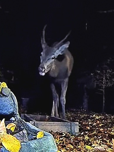livebirdspoland_2f7ca76d5558da7817cb69715f2792c8.jpg