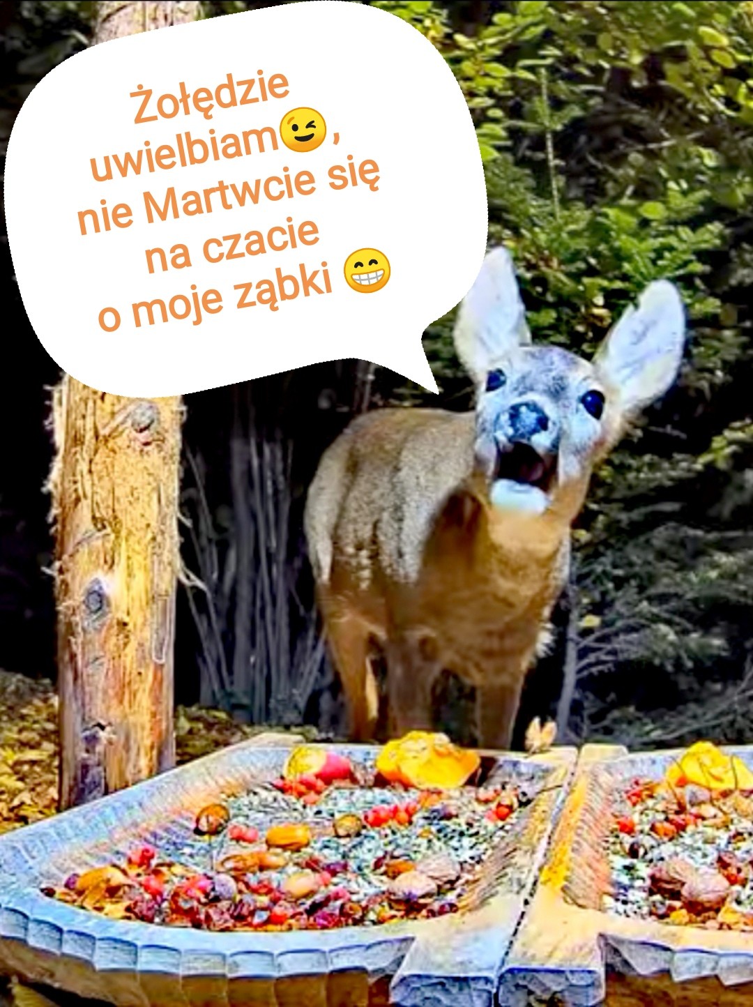livebirdspoland_9fe08fa68989d43305feb25568427487.jpg