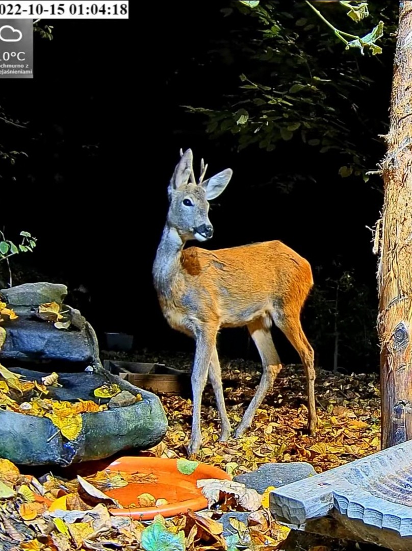 livebirdspoland_d607b29b5658fd7f777e3a5c645e0dbd.jpg
