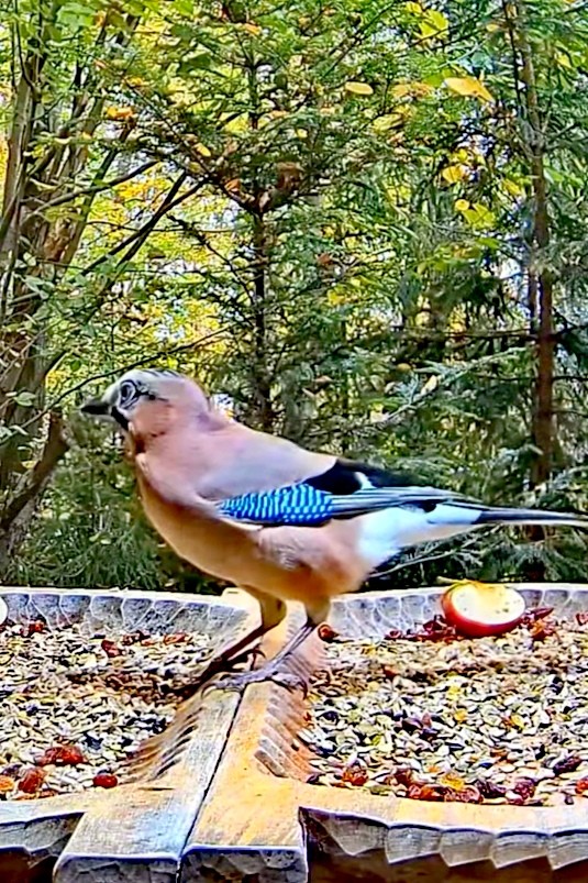 livebirdspoland_8dbb58a4878872f6c27036f8e08edb9b.jpg