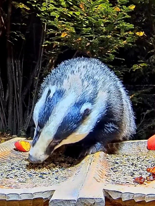 livebirdspoland_f345067b79fe0b88e151e7dc3819ad0b.jpg