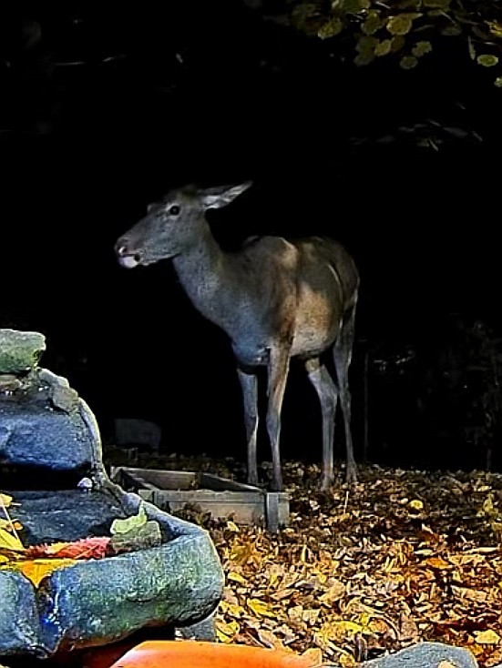 livebirdspoland_1e95dafb3b5123f042a92d187f55f51c.jpg