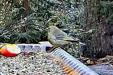 livebirdspoland_0731c109712da1d12fa82ef647e012cc.jpg