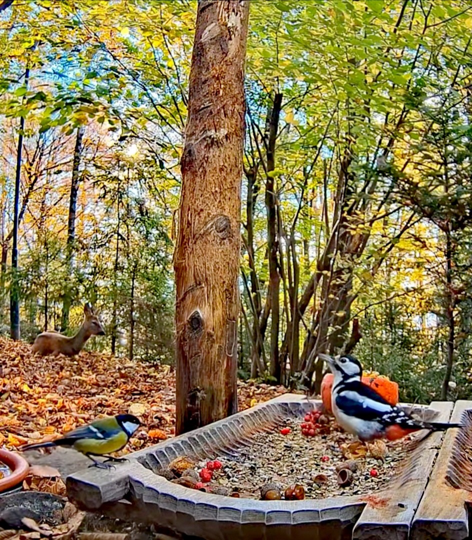 livebirdspoland_361bd200fea0ea1fa46aa433100ae8ce.jpg