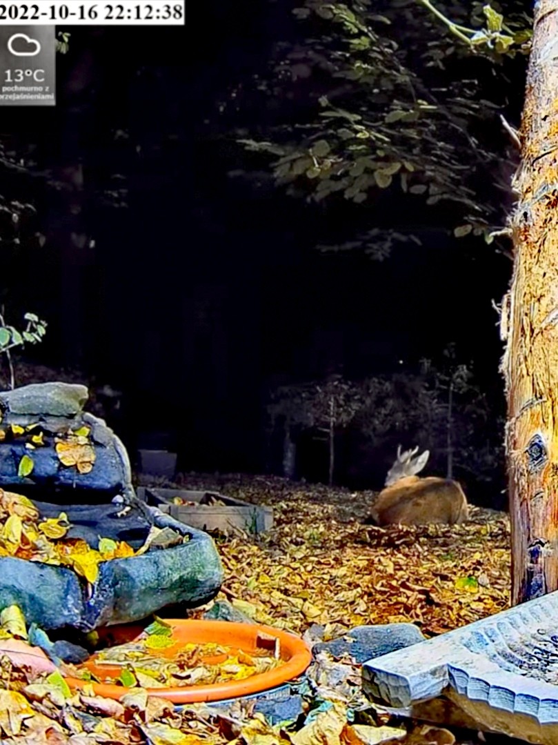 livebirdspoland_d8fae16f7997f81ab2e9690ab81dd6e3.jpg