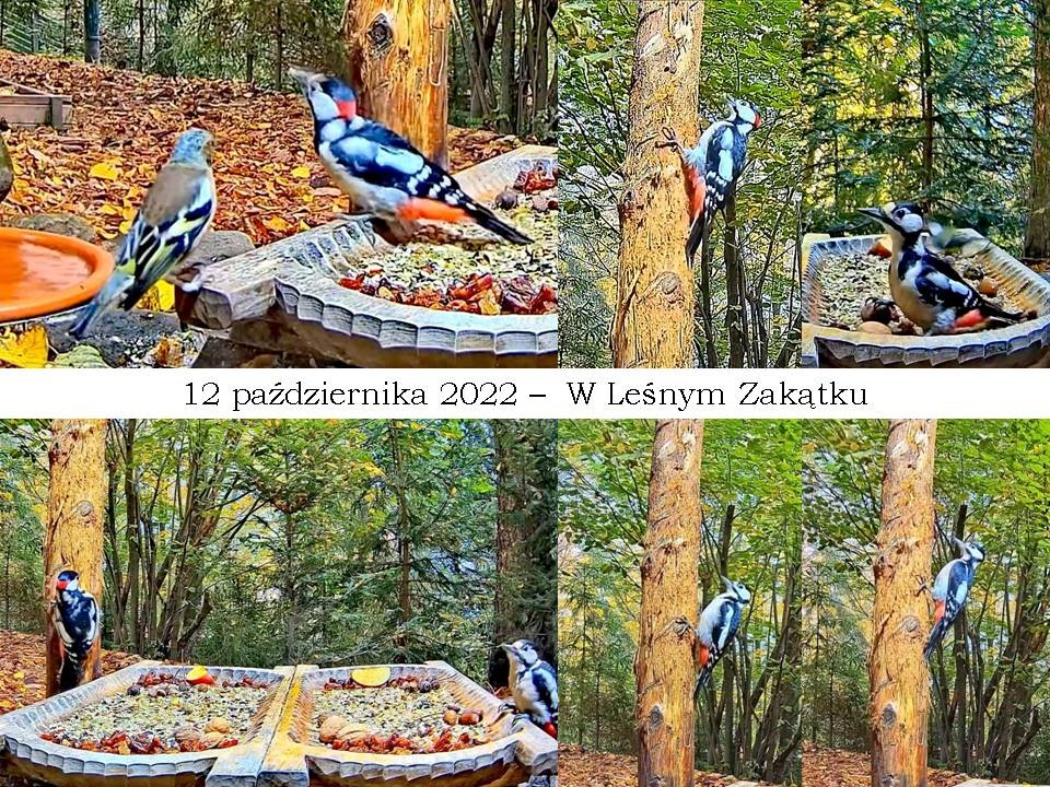 livebirdspoland_5fe1552831d32c7e1c80574a8f5c53de.jpg