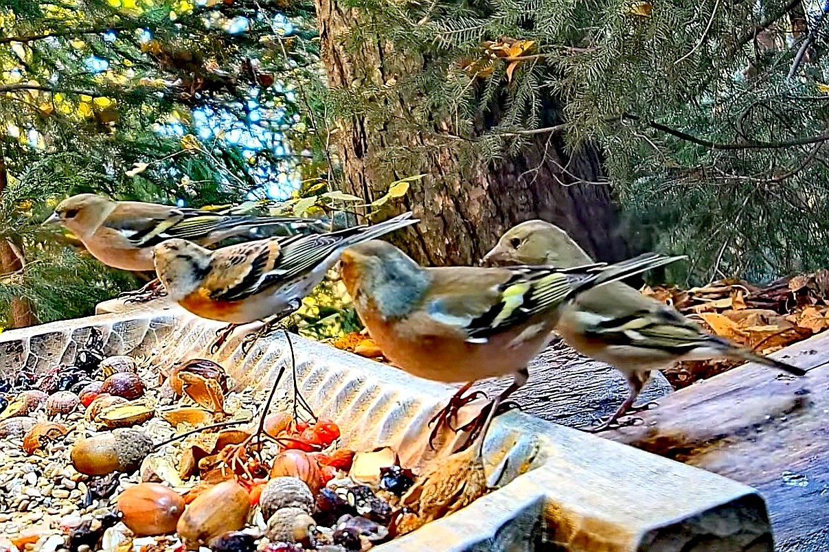 livebirdspoland_ef3a467324f953a366880d97c6ecc449.jpg
