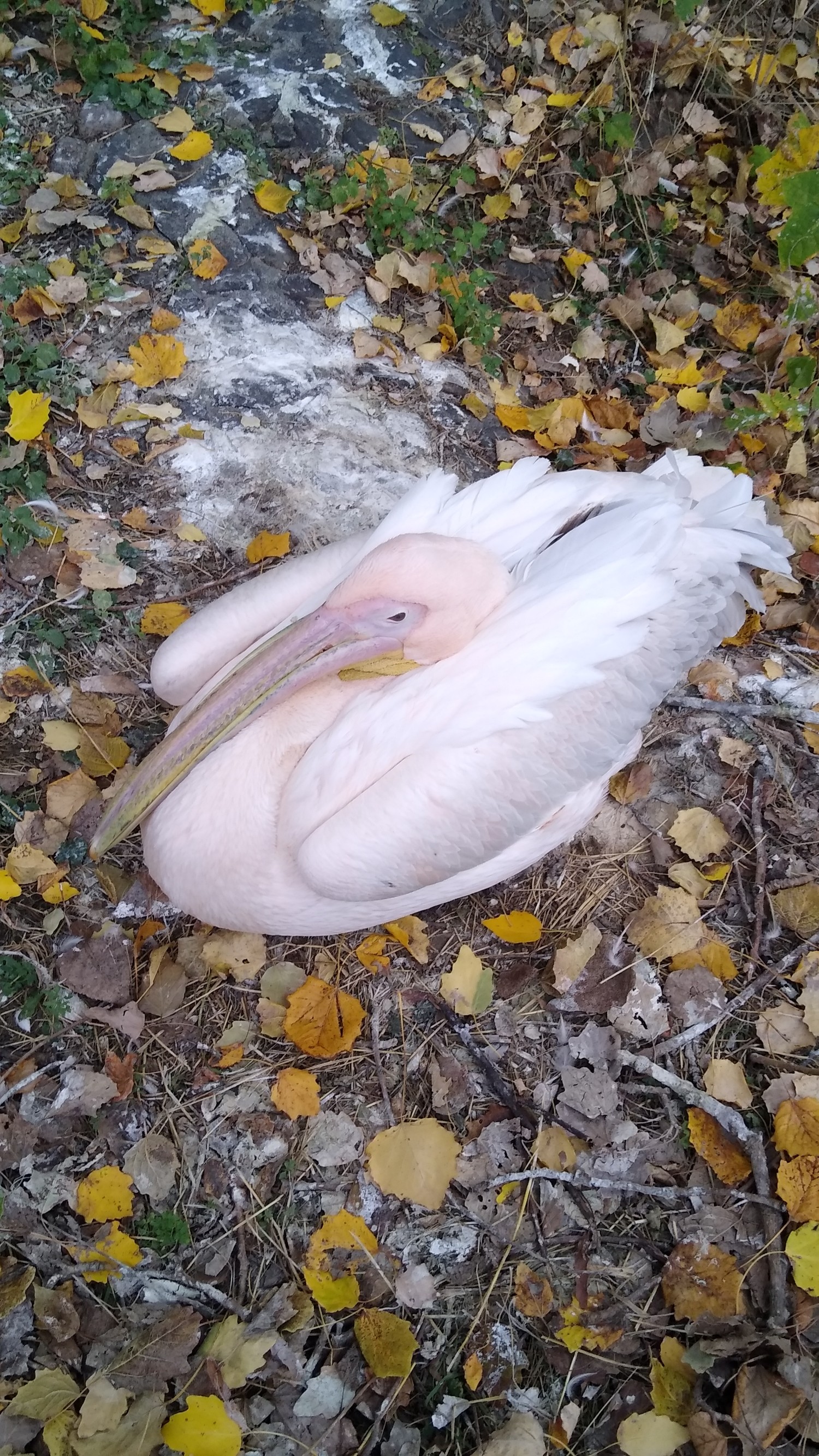 livebirdspoland_207b5fe7ad343abb64c105ffb575ee37.jpg