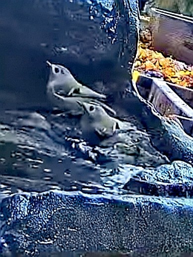 livebirdspoland_5c6d3f2f9c1bf1d61b8f1143c32b0dba.jpg
