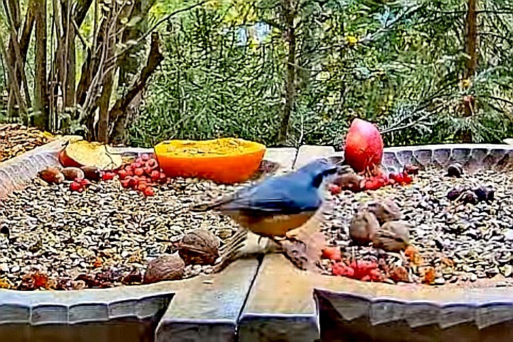 livebirdspoland_a94b0e6edf479465671c451654bfddc2.jpg