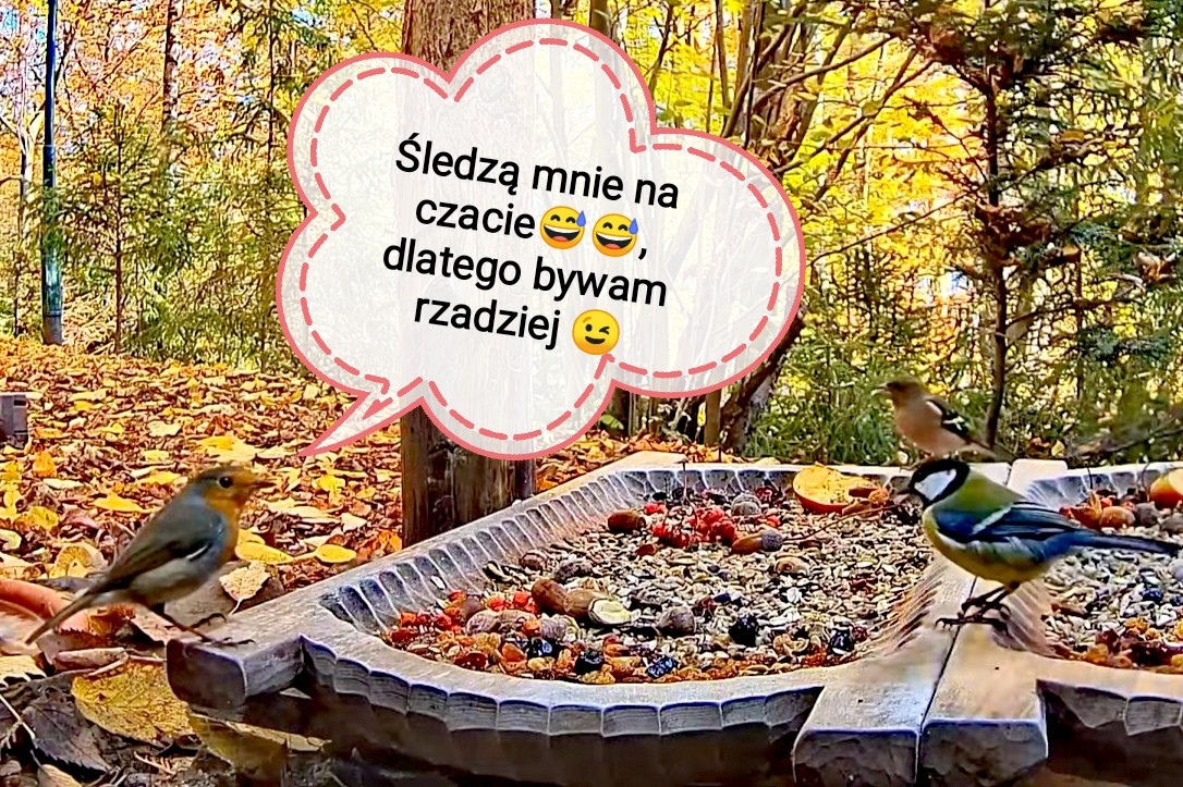 livebirdspoland_c40f7914d0dc7bd9d814bed559101e36.jpg