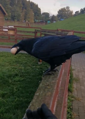 livebirdspoland_ccd90a5f23614e9f894e2403fcf4641d.jpg