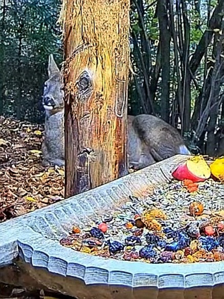 livebirdspoland_81fb8e9705f27efcdb3e9bcded4a2bc7.jpg