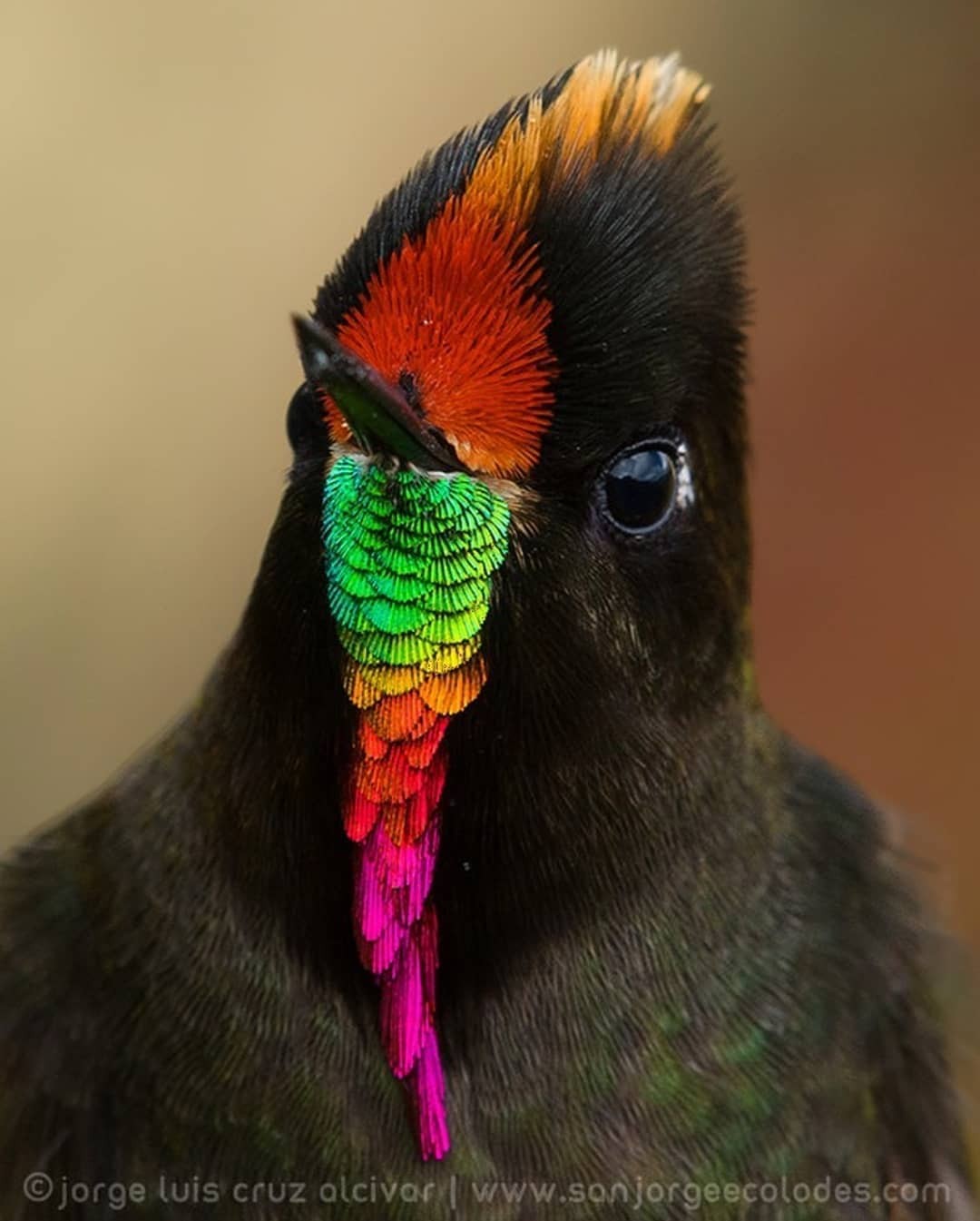 livebirdspoland_0aaa946a9e444bfbae9cc7c0d8446b34.jpg