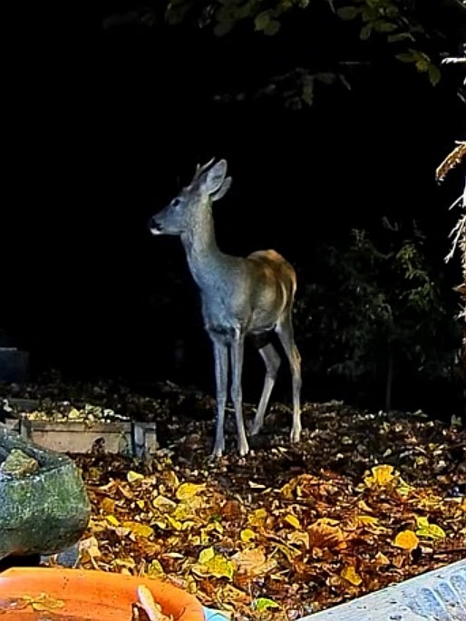 livebirdspoland_4cce796c16db83e87b4c11e8fb397be9.jpg