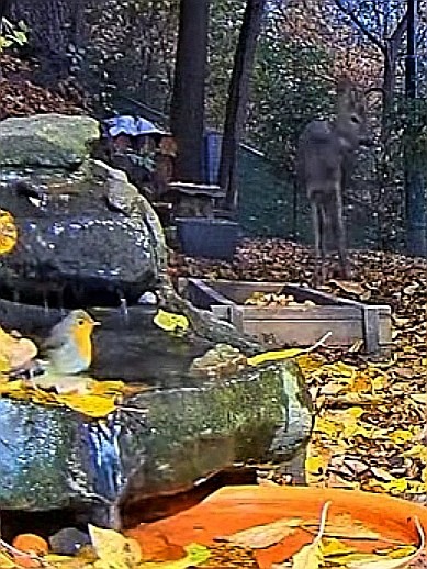 livebirdspoland_0e9f8486cd4f3f09df7fd24b328a73b4.jpg