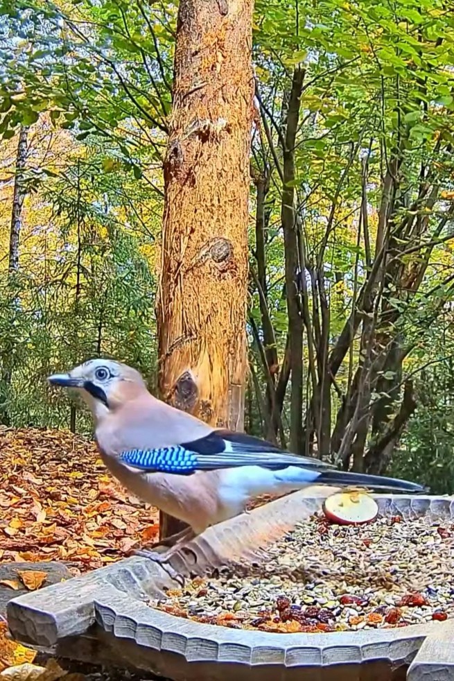 livebirdspoland_a443cd2d09a4387cb0089713b50e7253.jpg