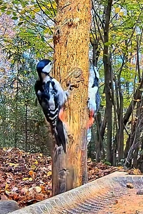 livebirdspoland_b0bd38daeea45f70e2bb486ed725b9c9.jpg