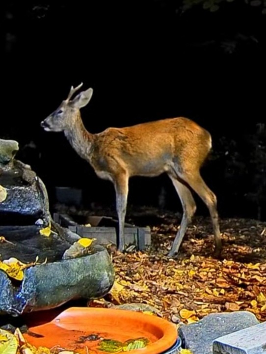 livebirdspoland_3e43d288c3d5d9fe4fa011347843b5a9.jpg