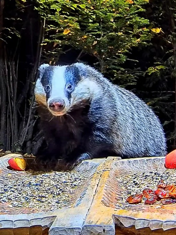 livebirdspoland_6225c7eacecf92d45e150b30c7e6e8b6.jpg