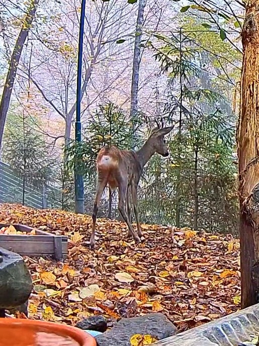 livebirdspoland_5ef1d05ca718ca50166db8ff25515068.jpg