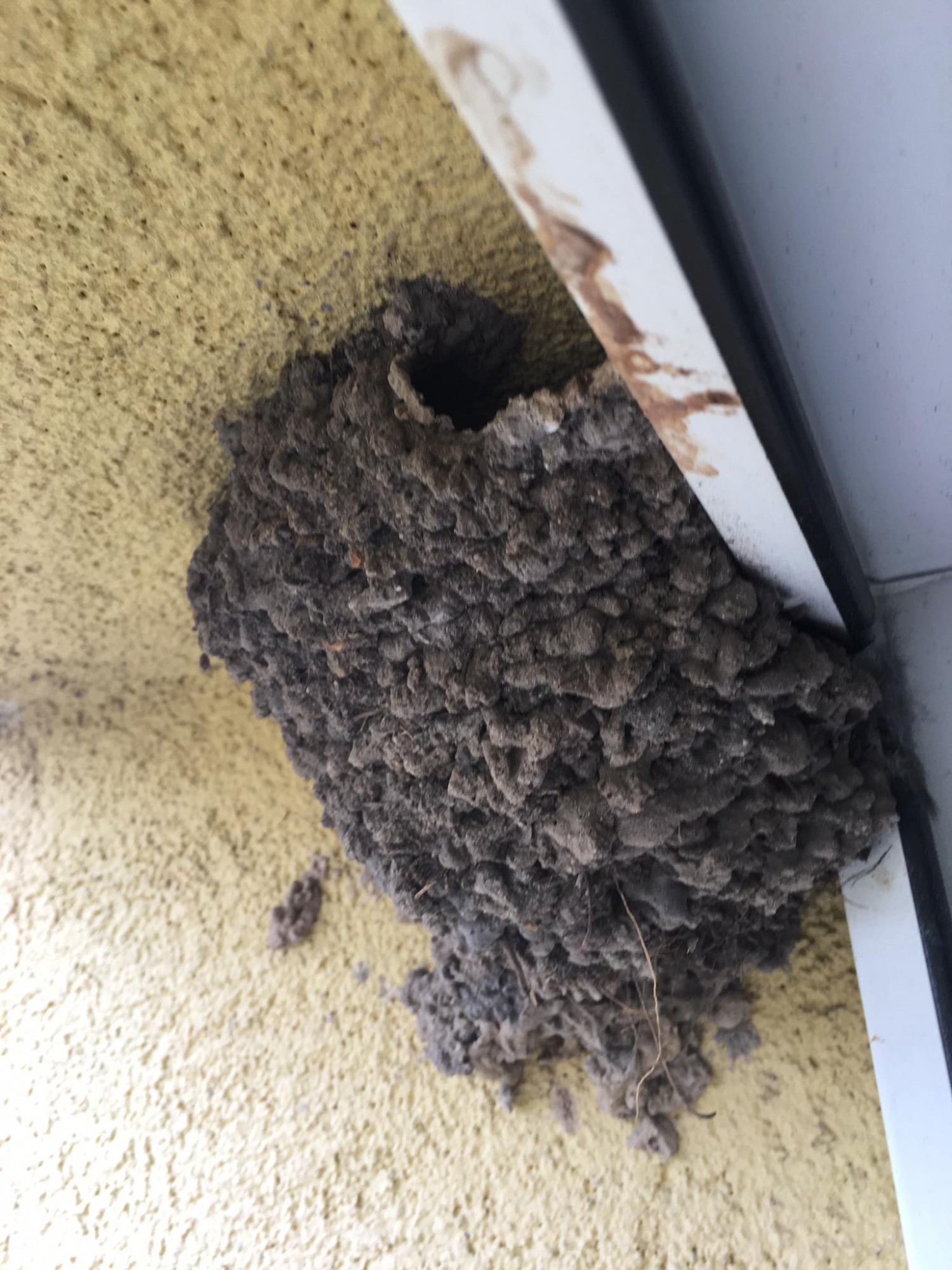 livebirdspoland_f06e0f5eaba6c0a4abf57154ebc1fe74.jpg