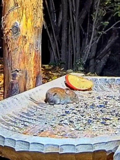 livebirdspoland_7bf9c7d2c3ae17ca0d0088cf8a8be3f3.jpg