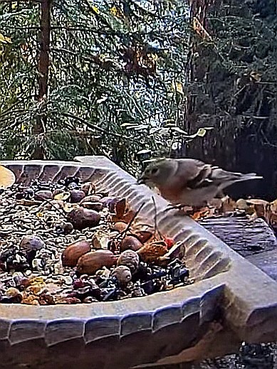 livebirdspoland_f16f3c49cc0f2a811a36461a42def6cc.jpg