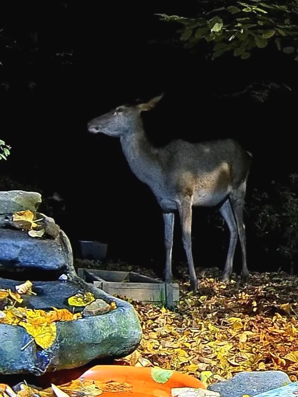 livebirdspoland_c3cab34652f6afdbc1a3f8a6d0db08e6.jpg