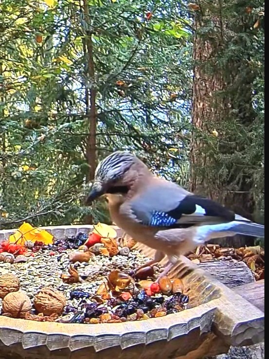 livebirdspoland_0049b5761a4d67566e275eab728ade31.jpg