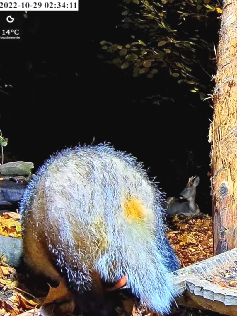 livebirdspoland_6ba885d8c46a72c7c4395f54016c6b3f.jpg