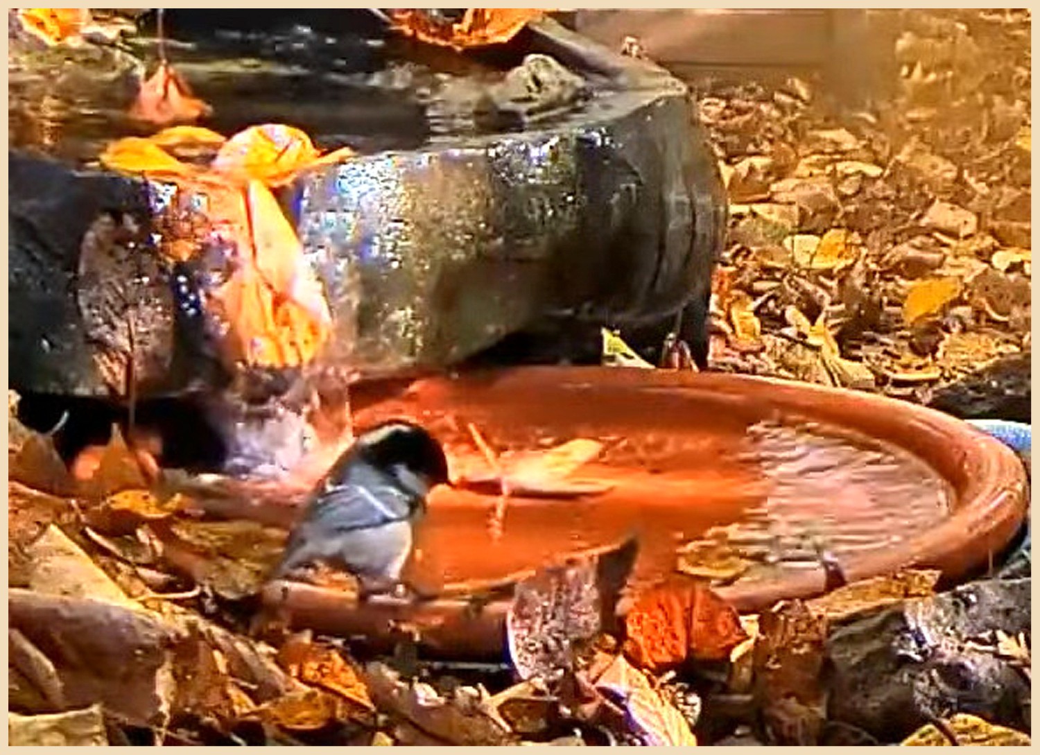 livebirdspoland_e800a5386cc221a3435647315b36aa4e.jpg