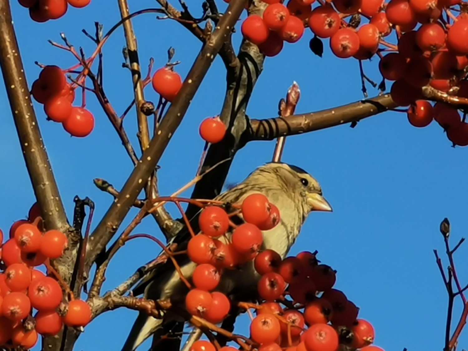 livebirdspoland_cab983be533d95596d1799f504c1c8ba.jpg