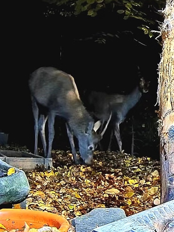 livebirdspoland_40c3b0fc5cd478b8e4b2503740ea7858.jpg
