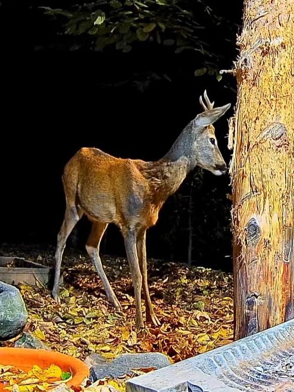 livebirdspoland_f1639ecd0ac82df0bbaec0cec81fe03e.jpg