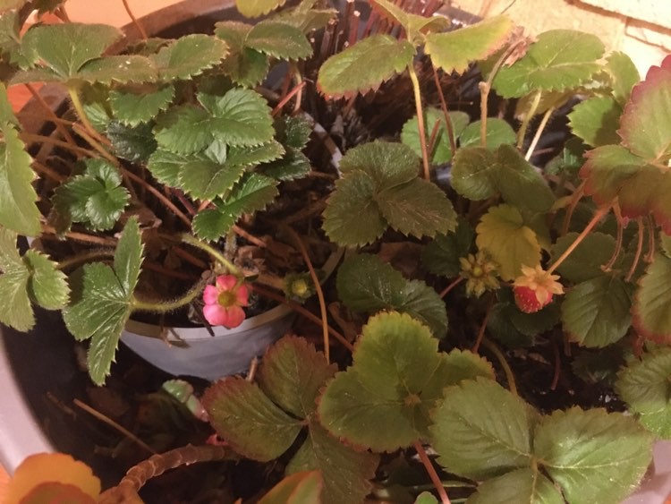 livebirdspoland_598f1cbdb3f64ffb602823d529467151.jpg