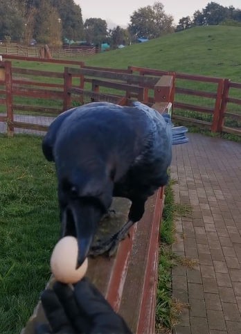 livebirdspoland_742bc74b539984d09a65f68b0f683264.jpg