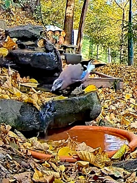 livebirdspoland_016c74232ea659a900107e42d90e9846.jpg