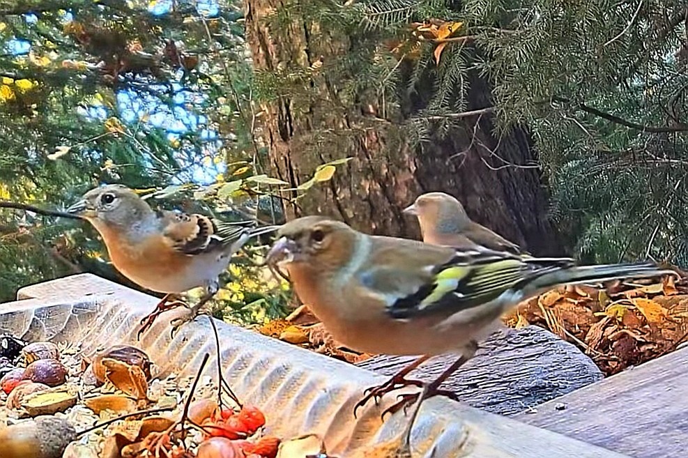 livebirdspoland_d43b08ab9da5a9f902a79f18454021e9.jpg