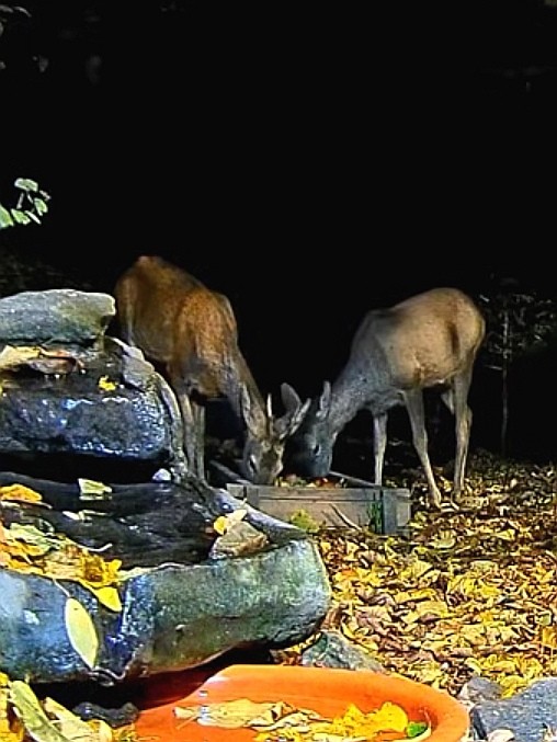 livebirdspoland_553d374cc85172ce56d1584a71530d1c.jpg