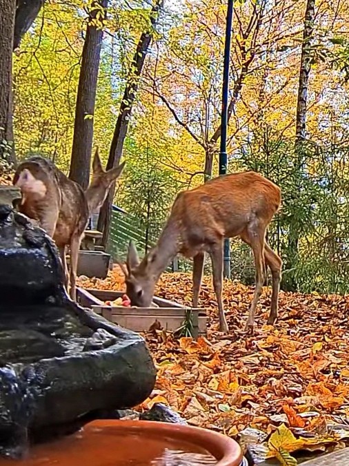 livebirdspoland_312994071c4277cb8af40f01f1100103.jpg