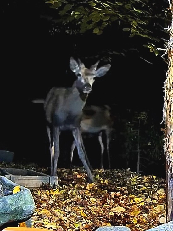 livebirdspoland_1678b70e70eb031ccde6d92bcefbd8d9.jpg