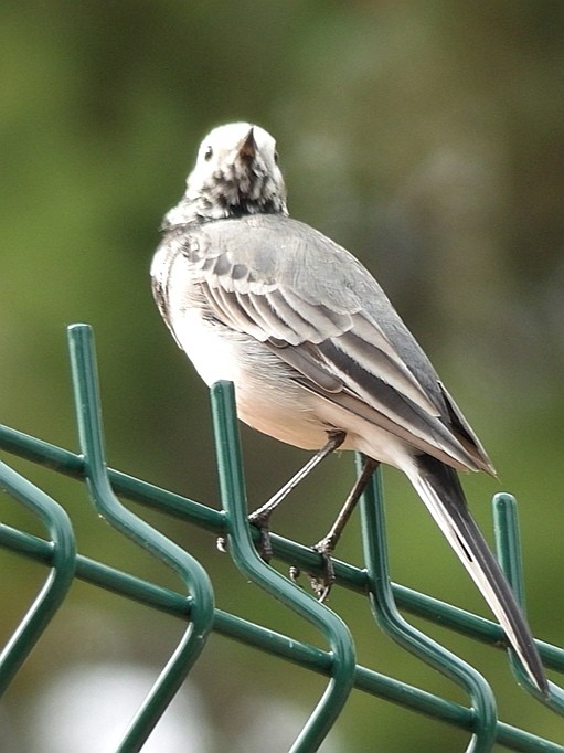livebirdspoland_31437a16a6a44c93f9fdbac495334437.jpg