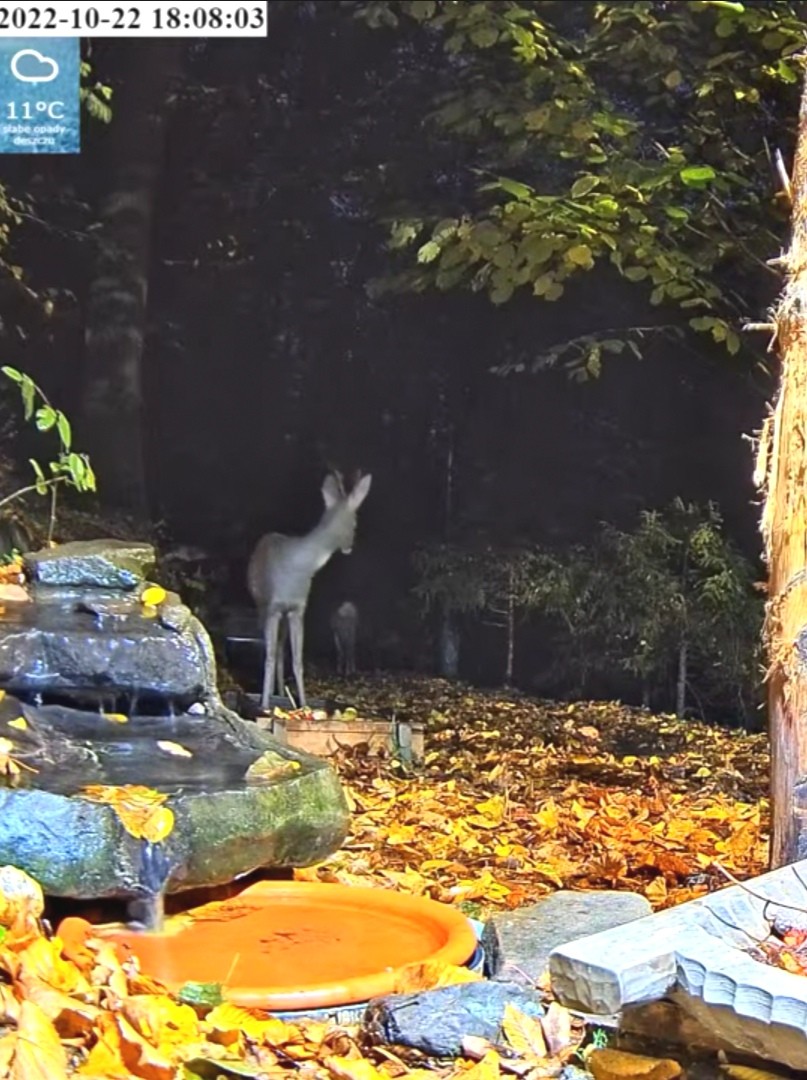 livebirdspoland_28990017ea2898072beac912c29b2117.jpg
