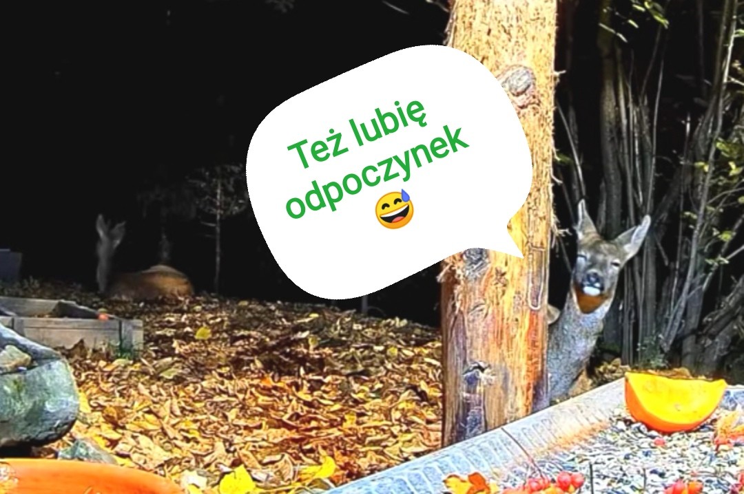livebirdspoland_debcdc9bc7c28ad0c511cb71dba66275.jpg
